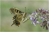 Koninginnepage - Papilio machaon