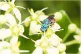 gewone Goudwesp - Chrysis ignata