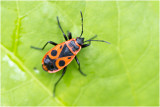 Vuurwants - Pyrrhocoris apterus