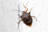 Roodpootschildwants - Pentatoma rufipes