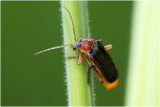 zwart Soldaatje - Cantharis rustica