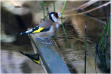 Putter - Carduelis carduelis - 13/1