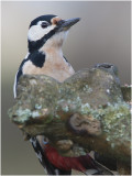 grote bonte Specht - Dendrocopos major - 13/1