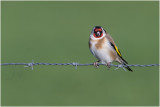 Putter - Carduelis carduelis - 13/1
