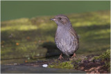 Heggenmus - Prunella modularis - 13/1