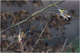 Putter - Carduelis carduelis - 13/1