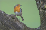 Roodborst - Erithacus rubecula 27/1