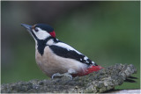 grote bonte Specht - Dendrocopos major 30/1