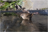 Winterkoning - Troglodytes troglodytes 13/2