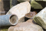 rosse Woelmuis - Myodes glareolus 6/3