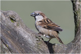 Huismus - Passer domesticus