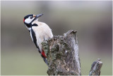 grote bonte Specht - Dendrocopos major 6/3