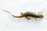 Kleine Watersalamander - Lissotriton vulgaris
