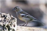 Vink - Fringilla coelebs 17/2