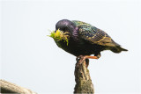 Spreeuw - Sturnus vulgaris 29/2