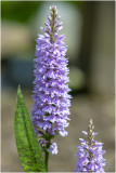 gevlekte Orchis - Dactylorhiza maculata