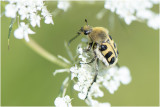 Penseelkever - Trichius zonatus