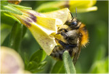 Akkerhommel - Bombus pascuorum