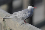 Whiskered tern
