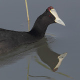 Red-knobbed coot