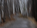 Forest Abstract_Abstrait forestier