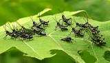 Other bugs