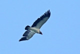 New World Vultures