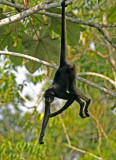 Mammals