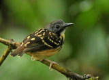 Antbirds