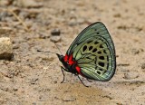 Butterfly Manu Road3.jpg