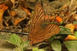Daggerwing Santa-Rosa
