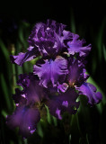 Violet