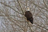 Birds - Insects - Wildlife - Animals