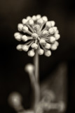 Mondo floreale / Floral world
