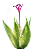 Astratti floreali / Floral abstracts