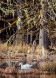 BarnabySloughLoneSwan022617.jpg