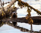 OtterBarnabySlough030417.jpg