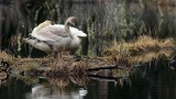BarnabySloughSwans031017_2.jpg