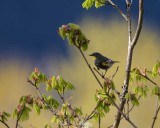 Yellow-rumpedWarblerBarnabySlough042817.jpg