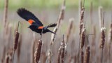 RedwingedBlackbird3_050117.jpg