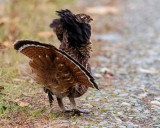 RuffedGrouse100817.jpg