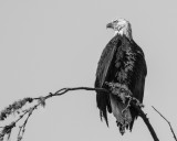 EagleMartenRd102917BW.jpg
