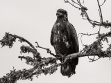 EagleJuvenileSkagitRv0110117BW.jpg