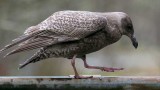 Glaucous-WingedGull122217.jpg