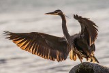 HeronWhiteHornPt2_123017.jpg