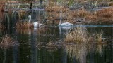 SwansBarnabySlough2_020318.jpg