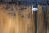 SwanBarnabySlough022018.jpg