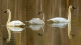 TrumpterSwansBarnabySlough2_030918.jpg