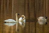 TrumpterSwansBarnabySlough1_030918.jpg