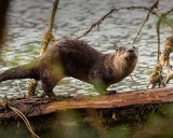 OltterbarnabySlough2_041018.jpg